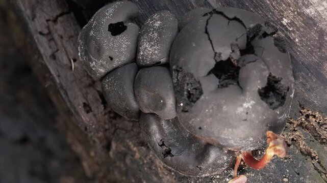 Dark Cup Fungi Growing on Decaying Tropical Wood