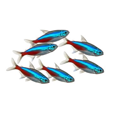 Vibrant neon tetras display bright coloration