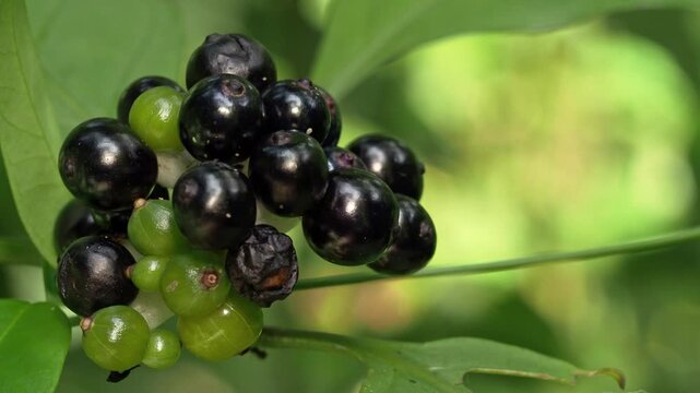 Dark Tropical Berries With Tiny Insects in Jungle Foliage