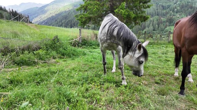 cavallo arabo