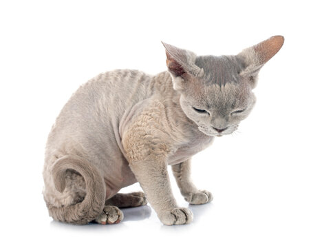 devon rex