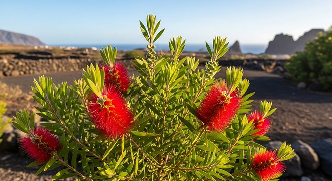 Vibrant red bottlebrush flowers bloom in a coastal landscape with ocean view.