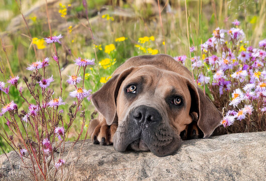 puppy cane corso