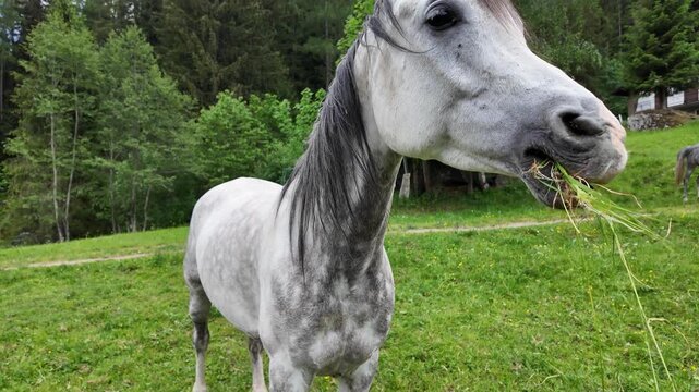 cavallo arabo 