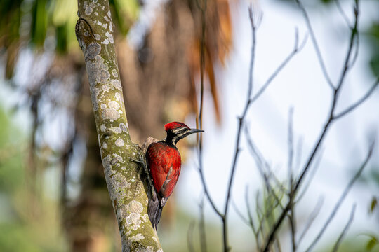 This image captures a vibrant red-backed woodpecker perched vertically on a lichen-covered tree trunk, showcasing its deep crimson back, striking black-and-white facial stripes.