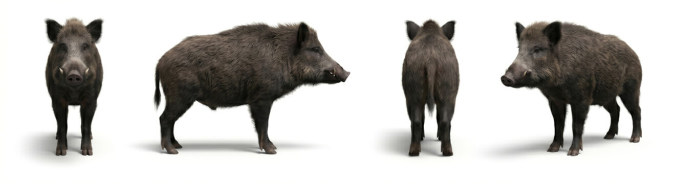 Wild boar stands in four different positions to showcase its anatomy and physical characteristics from multiple angles against a white background.