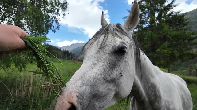 cavallo mangia erba 