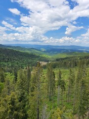 Fototapeta premium Stunning panoramic view of lush green pine forests and rolling hills under a beautiful blue sky with fluffy white clouds. 