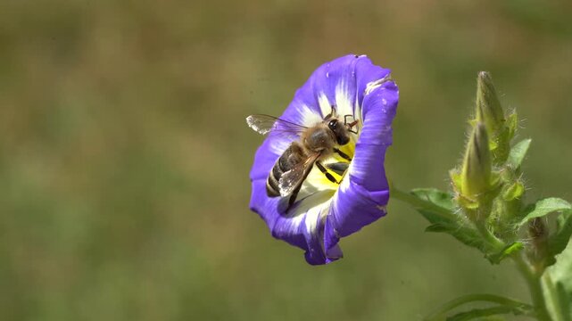 bee in a blue flower