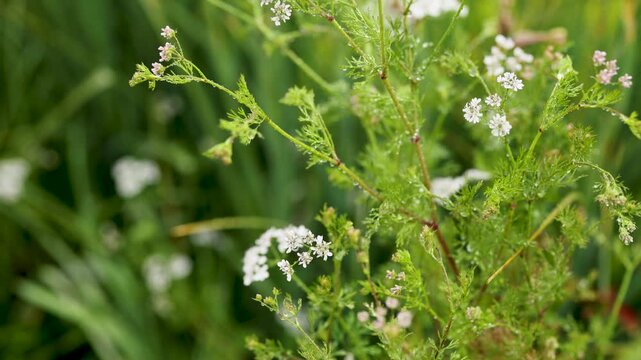 Coriandrum Sativum Cilantro Plant with White Flowers and Dew Drops