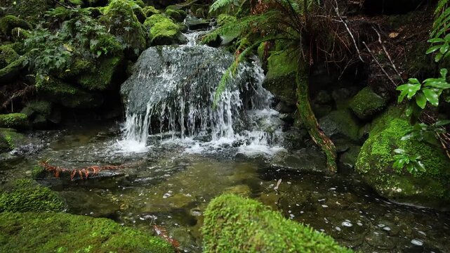 Crystal clear blue water streams, rivers and creeks in the lush green Rainforest of New Zealand Fiordland