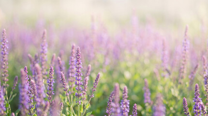 Obraz premium Scenic countryside view of vibrant blooming lavender spikes.