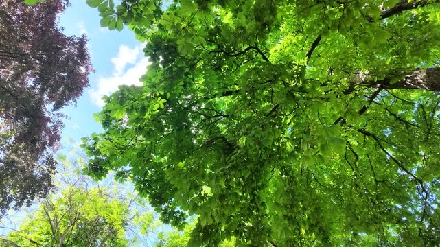 Low Angle View of Lush Green and Purple Tree Canopy in Paris