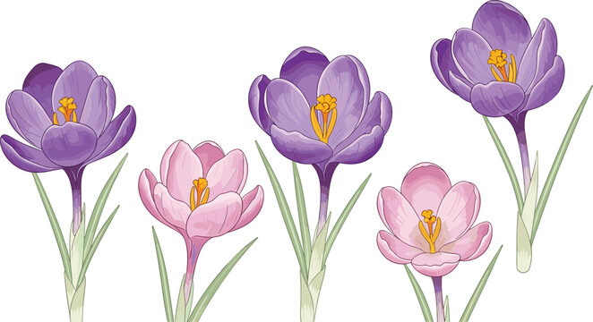 Realistic crocus flower vector illustration set with purple and pink spring blossoms isolated on white background