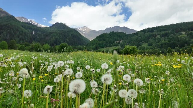 Val di pejo parco dello Stelvio 