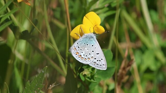 short clip of a common blue - polyommatus icarus - butterfly on a lotus corniculatus blossom