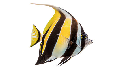 Beautiful exotic Moorish idol fish swimming profile view isolated on transparent background cut out © 1png-stock