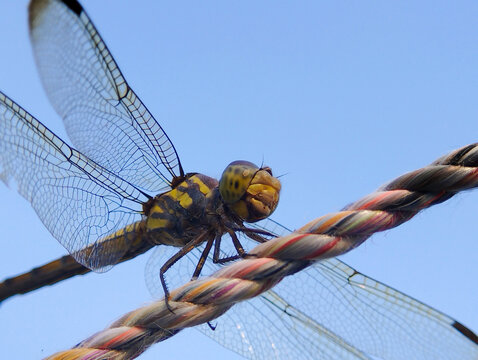 Close up dragonfly perched on braided rope