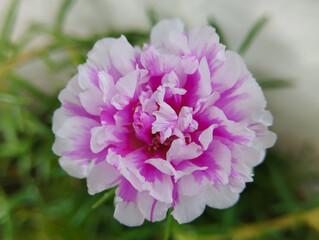 Fototapeta premium Striped Pink and White Portulaca Flower Macro