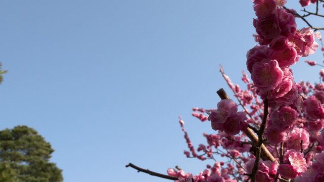 Pink Plum Blossoms Blooming on Tree Branches Under Clear Blue Sky