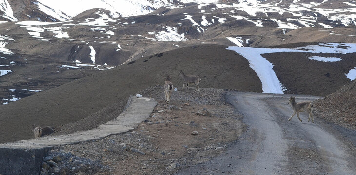 Panoramic View of Spiti Valley with Chandratal Lake Kaza and Himalayan Mountain Villages