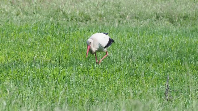 White stork feeding on a wet meadow, likely searching for snails