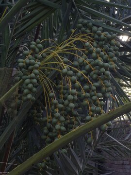 Fresh green date fruits growing on a palm tree with long leaves in natural sunlight