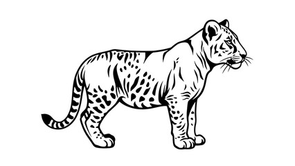 Obraz premium Tiger cub standing in side profile black and white line art