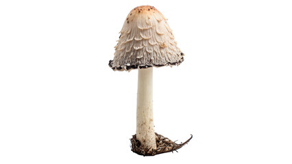 Single wild common parasol mushroom growing from ground isolated on transparent background © Olga