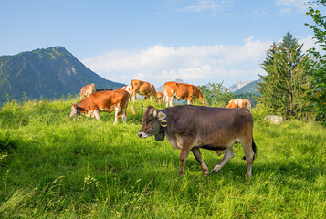 Fototapeta premium grazing cows at alpine meadow, view to allgau alps. landscape above Oberstdorf, germany