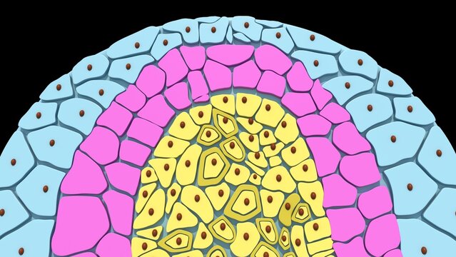 he mesoderm is the middle of the three primary germ layers in an early animal embryo (situated between the outer ectoderm and inner endoderm).