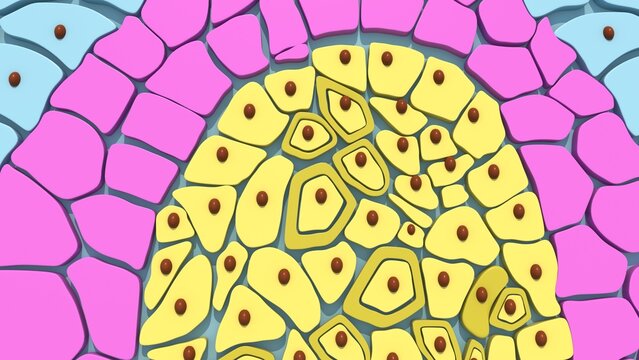 Germ layers are the three primary layers of cells&mdash;the ectoderm, mesoderm, and endoderm&mdash;that form during the early embryonic stage of gastrulation. These layers serve as the foundational building block