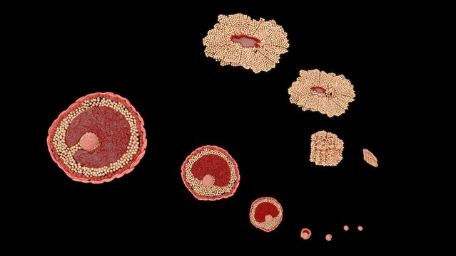 The development of an ovum (egg cell) occurs in two main phases: follicle maturation (Oogenesis) inside the ovary and early embryonic development after fertilization.