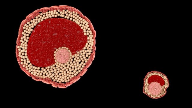 The development of an ovum (egg cell) occurs in two main phases: follicle maturation (Oogenesis) inside the ovary and early embryonic development after fertilization.