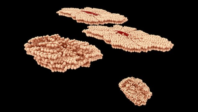 The development of an ovum (egg cell) occurs in two main phases: follicle maturation (Oogenesis) inside the ovary and early embryonic development after fertilization.