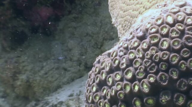 A mesmerizing close-up of a large brain coral colony, its complex polyps gently swaying in the currents, nestled on the pristine sandy seabed during a peaceful day underwater.