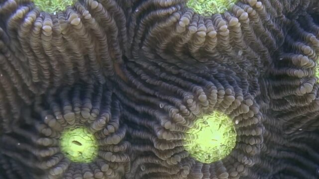 Observe captivating rhythmic pulse of emerald polyps within vibrant brain coral structure. These glowing organisms create mesmerizing spectacle in their deep sea home, testament to marine vitality.