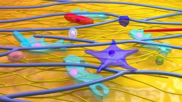 Yellow elastic connective tissue is a specialized, highly flexible tissue dominated by branching elastin fibers. It provides both structural support and the ability to stretch and snap back to its ori