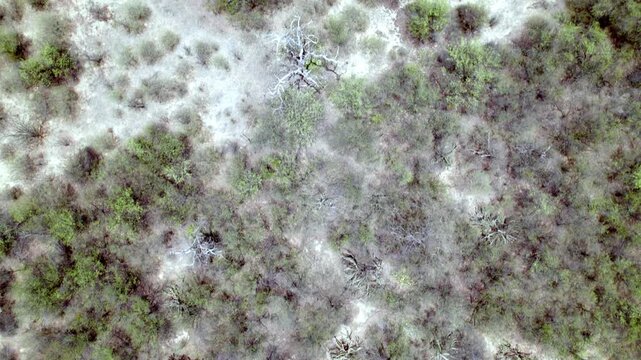 Drone aerial view transitioning from dry caatinga vegetation to irrigated vineyard plantation in the Brazilian countryside.