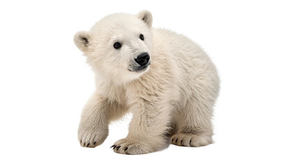 Cute wild polar bear cub baby sitting looking sideways isolated on transparent background cut out © zubr-png