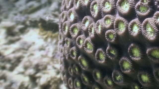 Intricate brain coral displays its remarkable patterned surface and glowing green polyps. This thriving organism rests gently on sunlit seafloor, true ocean jewel, during serene daytime dive.
