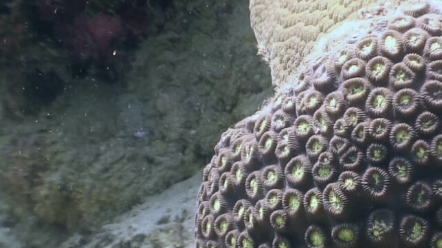 Observe intricate world of brain coral, its detailed polyps forming stunning, textured landscape. This serene underwater dwelling reveals delicate artistry of nature, gently bathed in daylight.