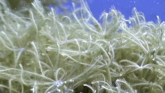 Mesmerizing crinoids undulate softly in the sun-dappled waters of a pristine coral reef. Their feathery arms extend, capturing nutrients in a serene underwater display during the day.