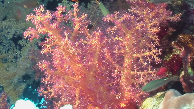 A vibrant tapestry of pink Dendronephthya soft corals and white hard corals create a magnificent home for lively tropical reef fish, gracefully swimming in the sunlit ocean during the day.