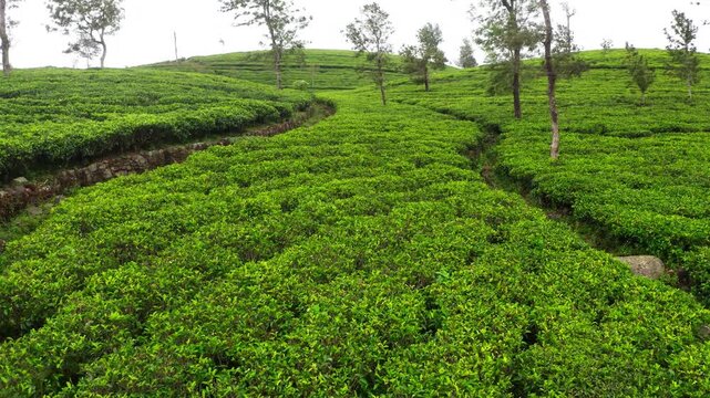 Aerial drone view flying over lush green Ceylon tea plantations at Lipton's seat in Haputale, Sri Lanka. Scenic agriculture terraces, tea cultivation, and exotic travel concept in 4K video