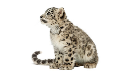 Wild fluffy snow leopard cub mammal predator animal on transparent background © Anatoli