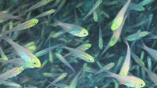 A vibrant multitude of tiny, translucent fish with glowing green eyes creates an aquatic spectacle. They flow effortlessly in a synchronized dance, reflecting light within their shadowy water world.