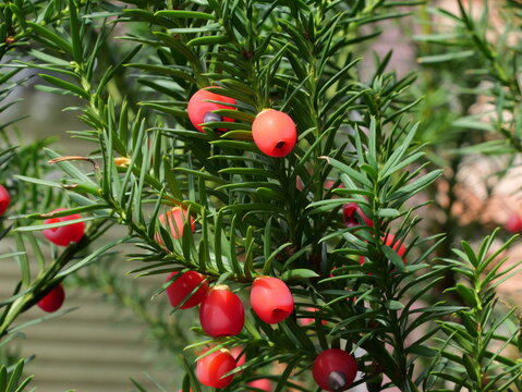 The common yew (Taxus baccata) is a genus of evergreen trees or shrubs in the family Taxaceae. The red berries are edible if the seeds are removed.