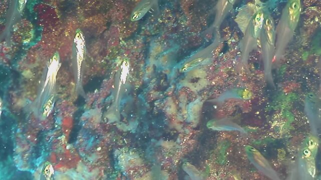 Witness tiny, translucent fish swimming together in a dazzling school above a living coral reef.