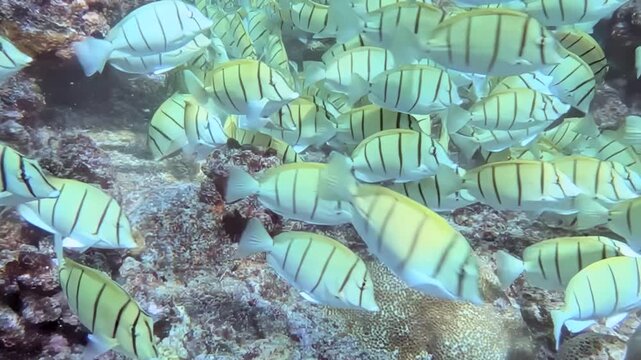 A vibrant school of striped tuna swims in perfect unison over an intricate coral reef.